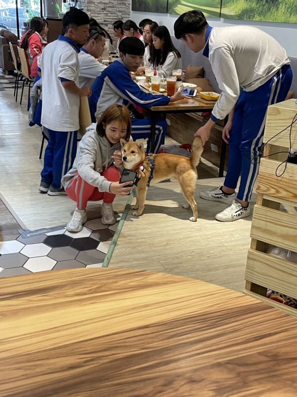 森林小徑文心店对宠物超友善